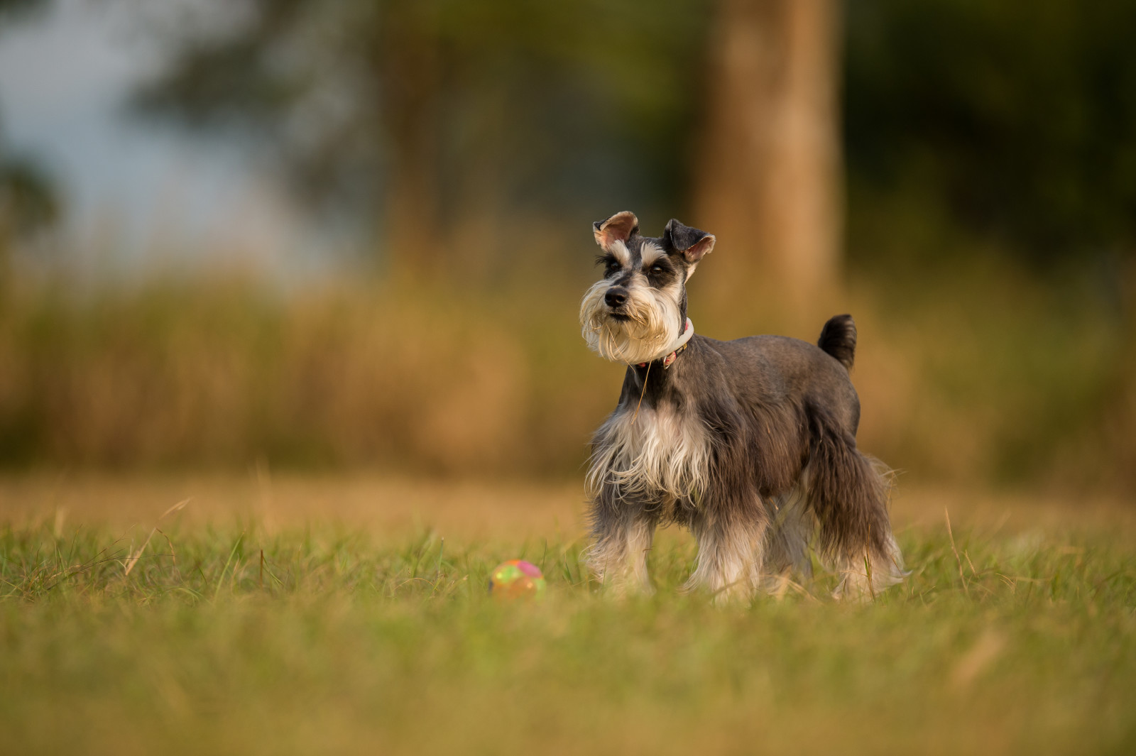 Veja, cachorro, cada