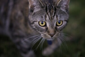 gato, Veja, focinho