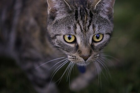 gato, Veja, focinho