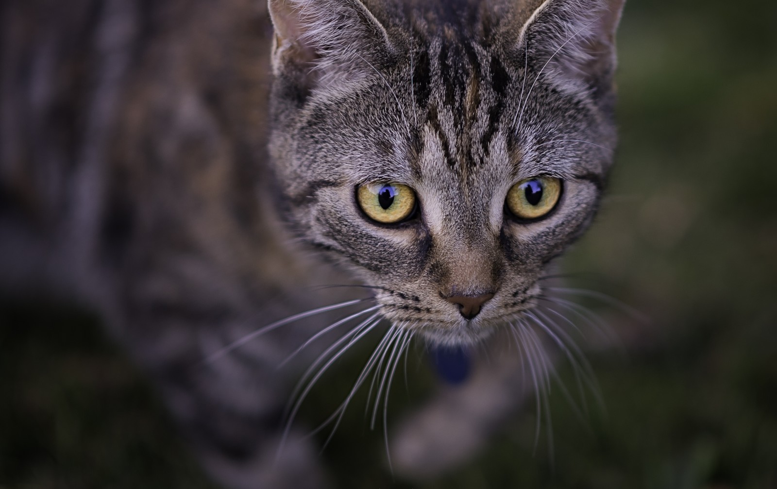 Guarda, gatto, museruola