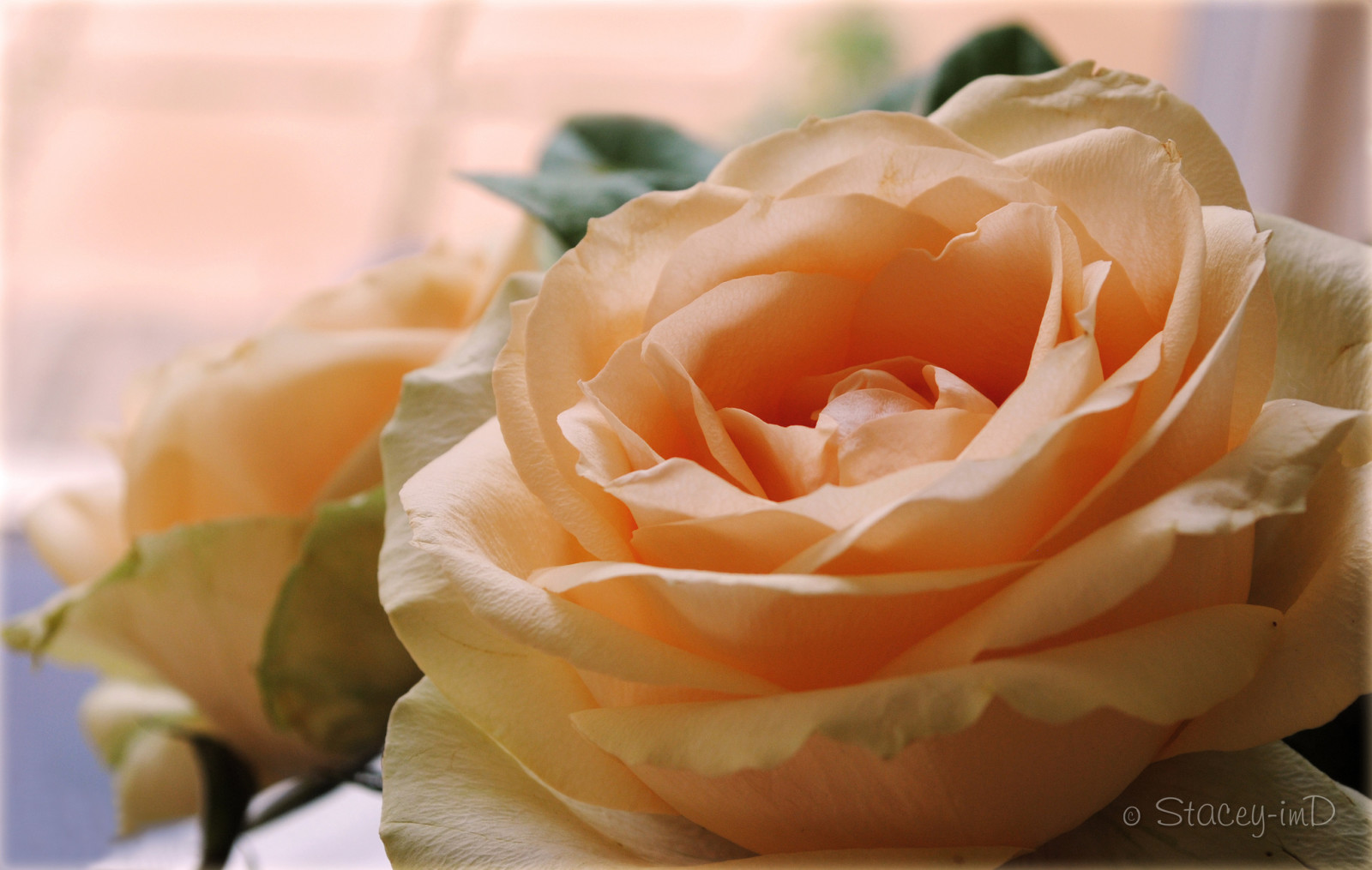 macro, rose, petals