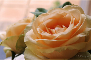 makro, petals, rose