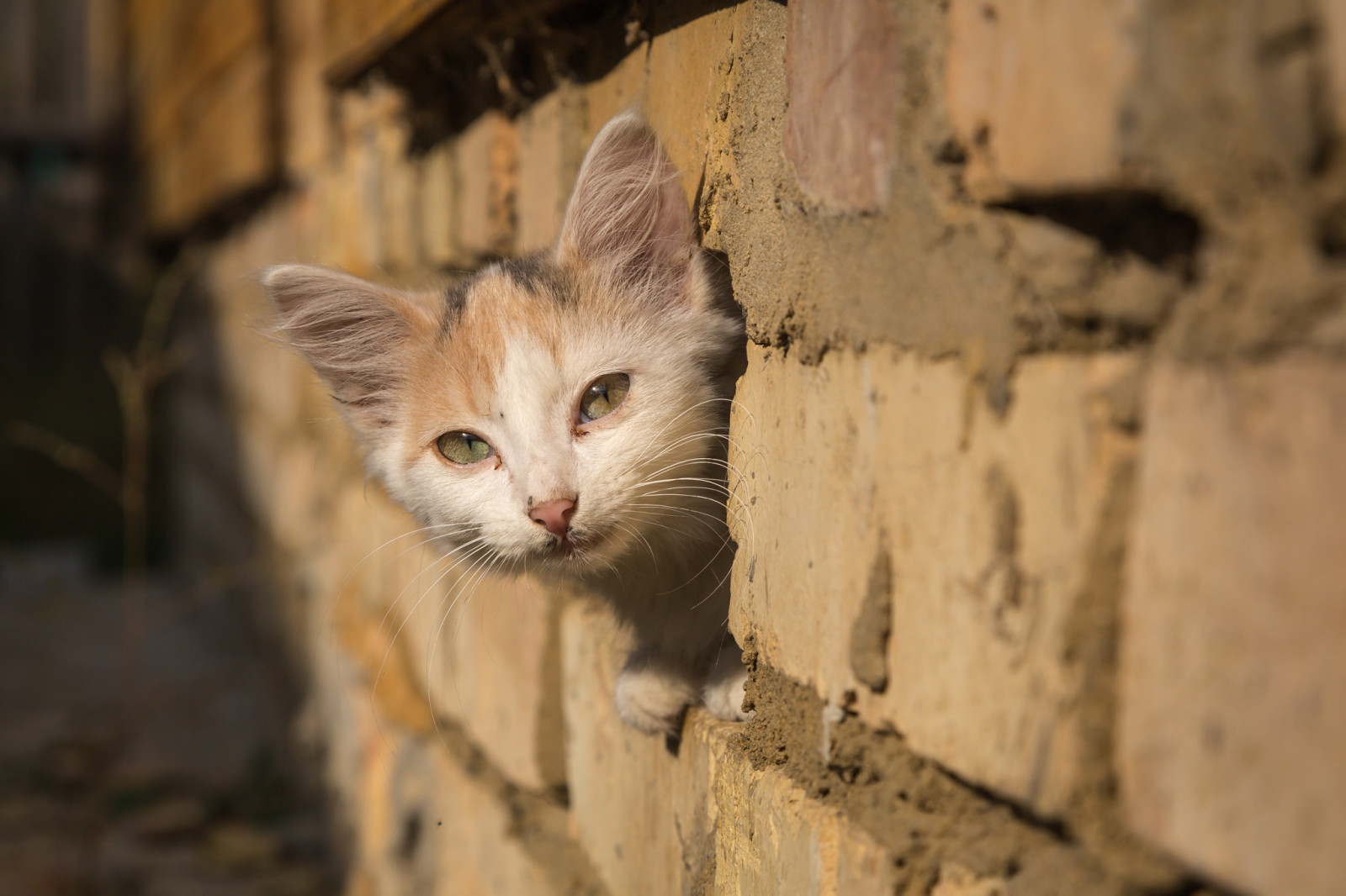 Mira, bebé, gatito, bozal