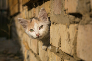 bébé, minou, Regardez, museau