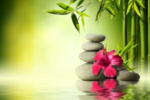 bamboo, flower, Orchid, reflection, Spa, stones, water, Zen