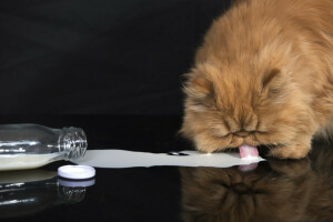 bottle, cat, fluffy, milk, Persian cat, red, Red cat