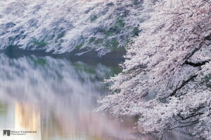 fleurit, branche, Japon, Kenji Yamamura, photographe, rivière, Sakura