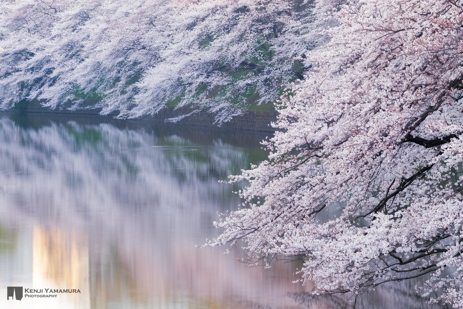 rivier-, Japan, Afdeling, fotograaf, Sakura, Kenji Yamamura, bloei