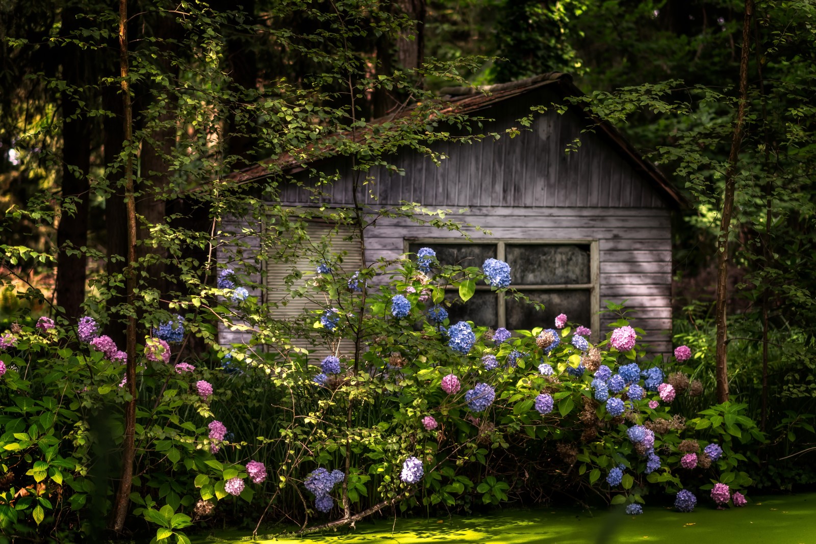 Skov, hus, blomster