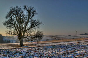 veld-, natuur, foto, weg, sneeuw, boom, winter