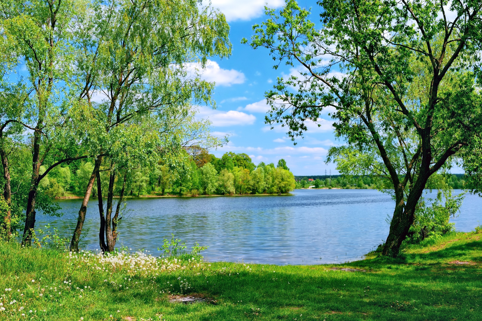 iarbă, vară, lac, păpădia, copaci, verdeaţă