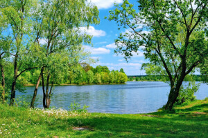 DANDELIONS, grass, greens, lake, summer, trees