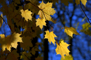 otoño, hojas, naturaleza