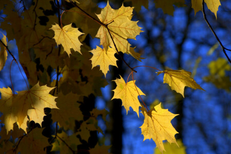 autumn, leaves, nature