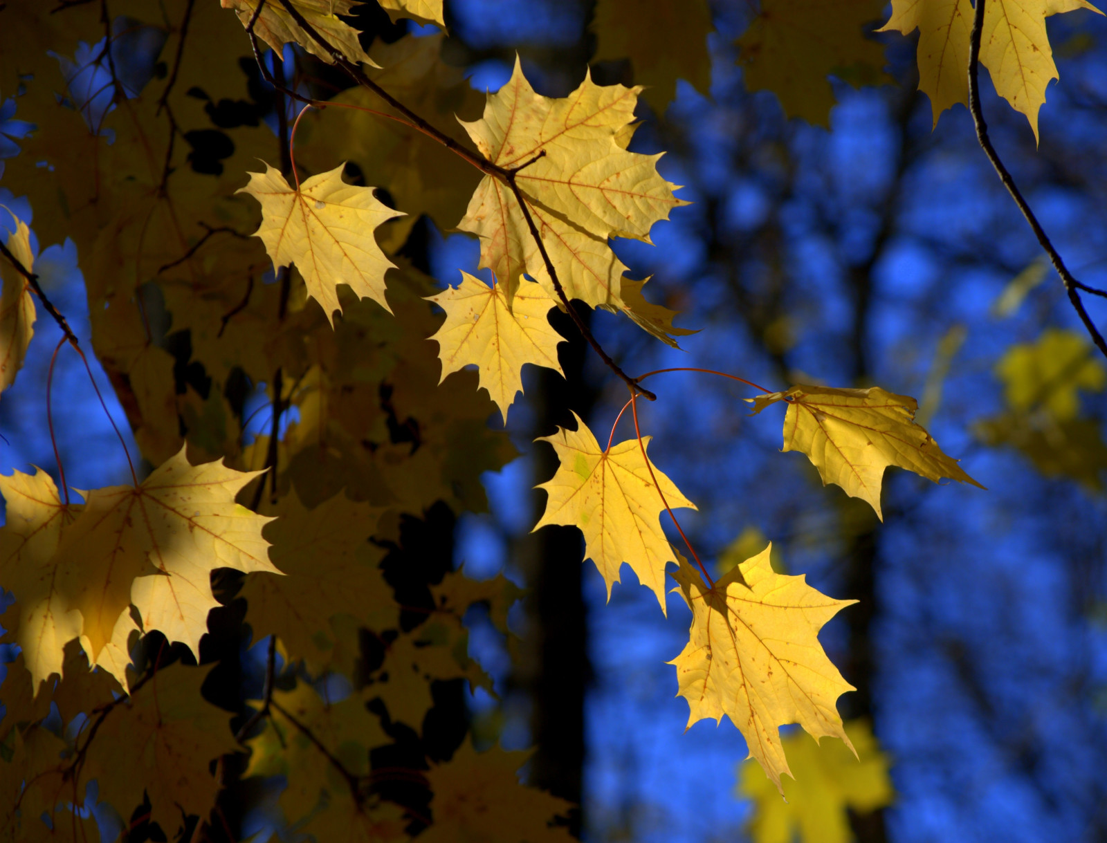 herfst, natuur, bladeren