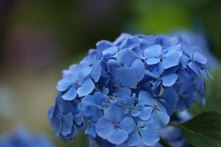 SKØNHED, blomster, hortensia, makro