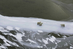 animais, Canadá, Baía Hudson, gelo, neve, inverno