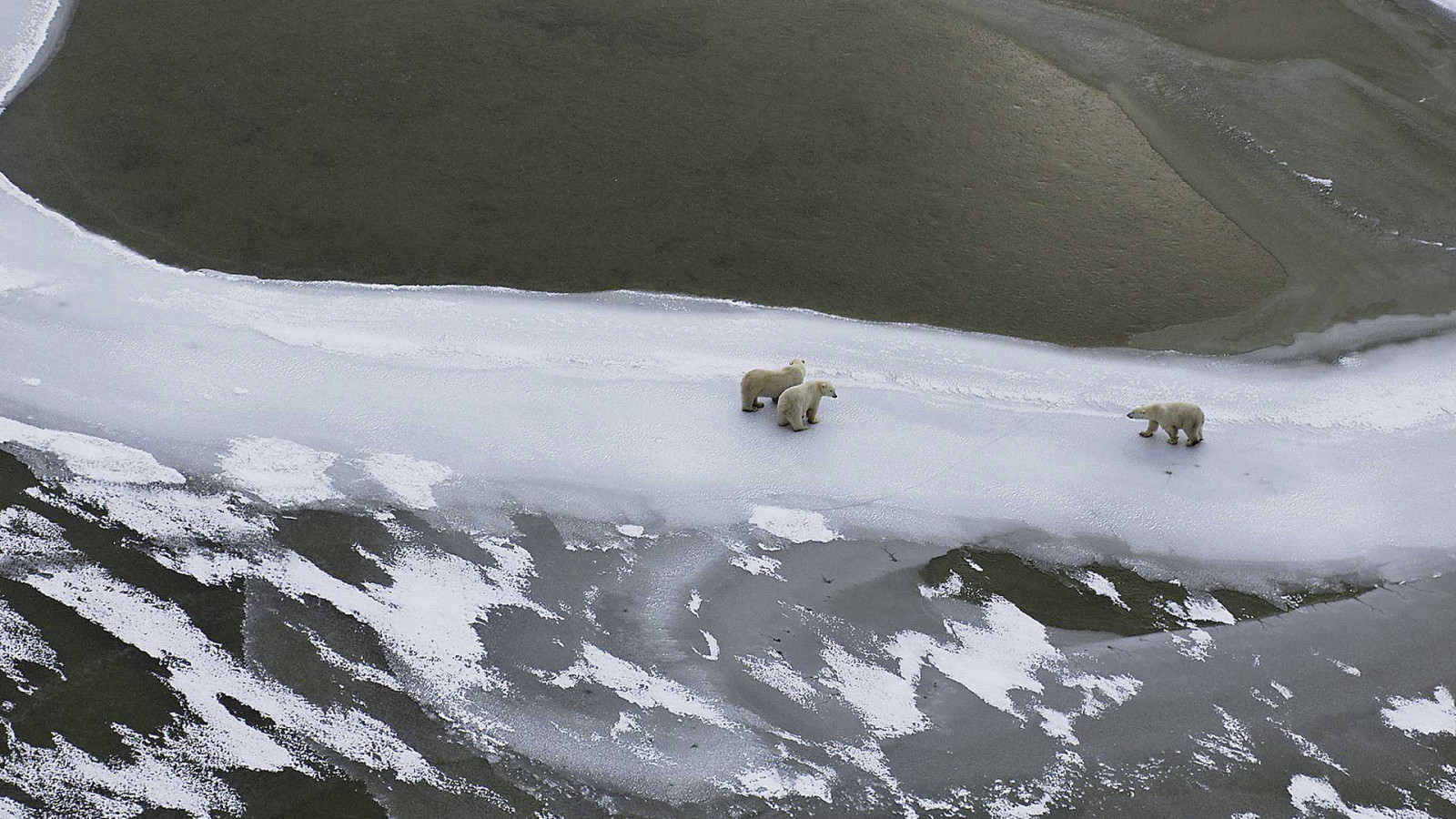 χιόνι, πάγος, χειμώνας, Καναδάς, των ζώων, Hudson Bay