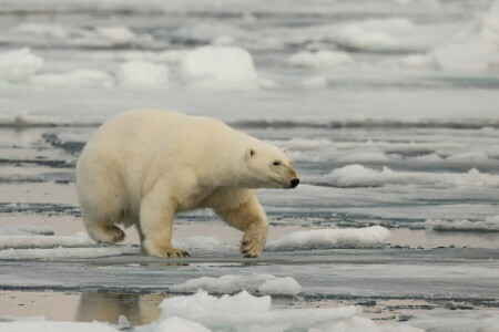 fundo, Urso, natureza