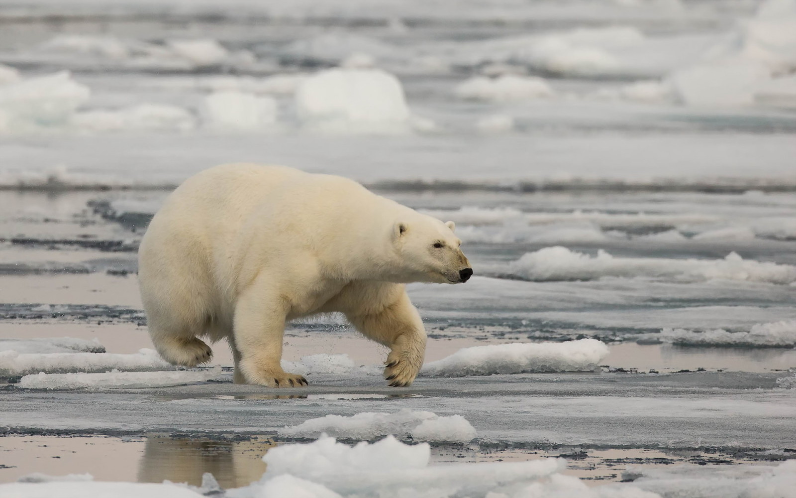 natureza, fundo, Urso