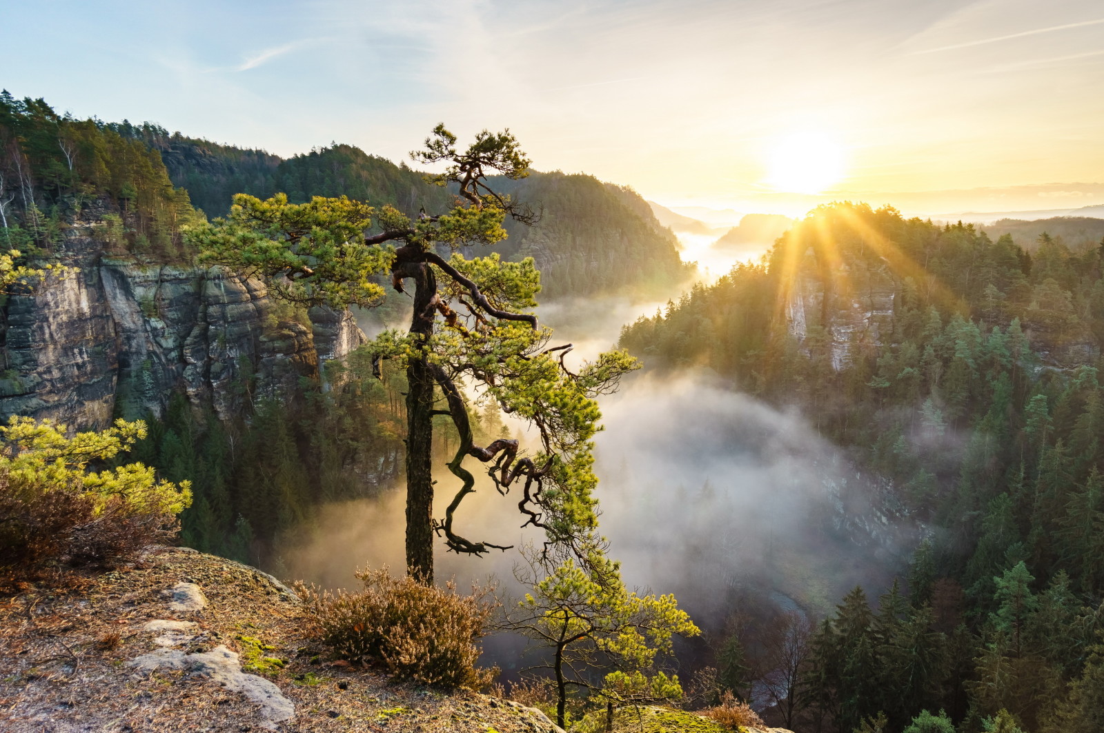 träd, bergen, dimma