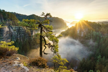 brouillard, montagnes, arbre