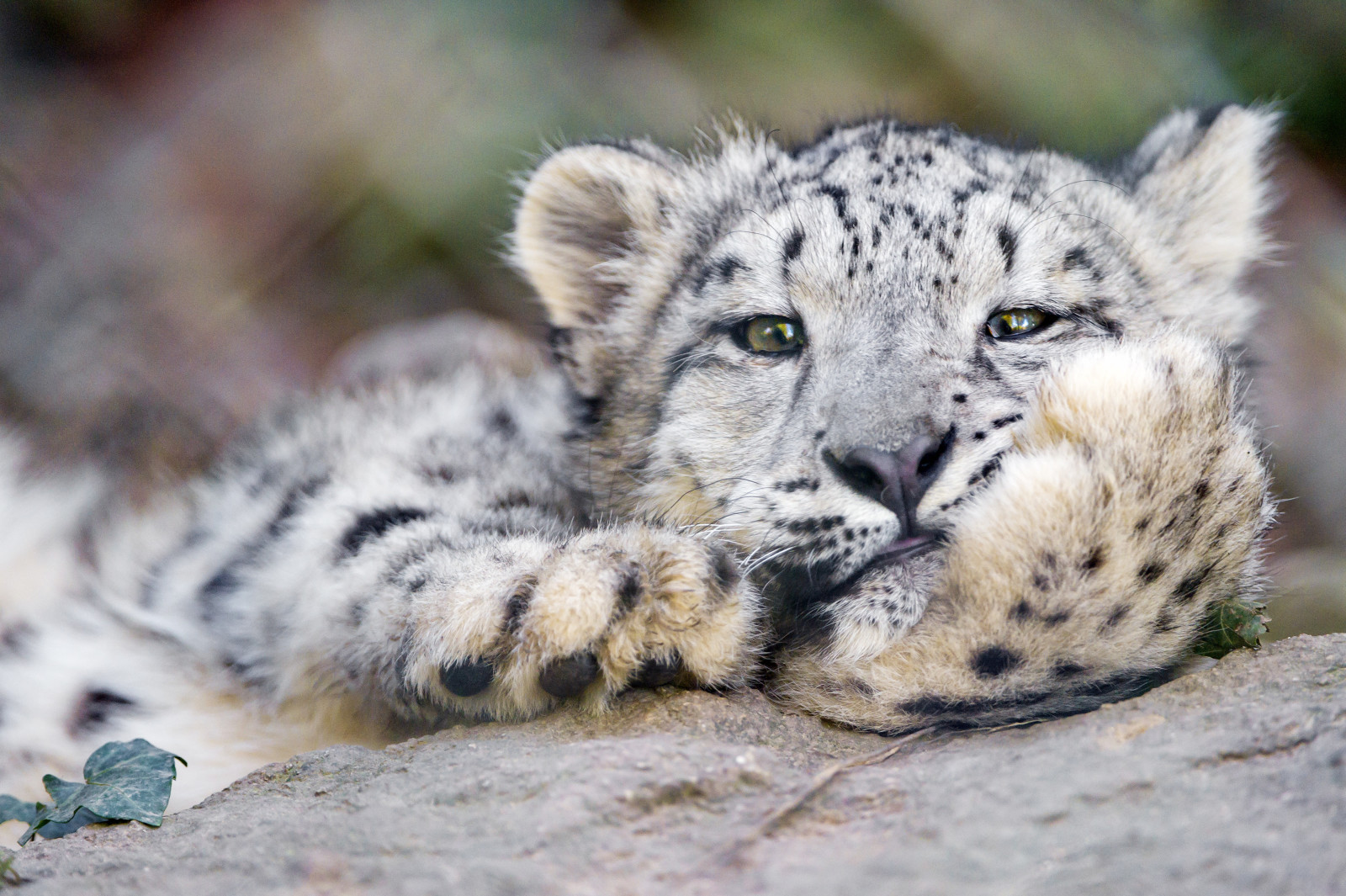 tvár, mačka, IRBIS, snežný leopard, © Tambako The Jaguar