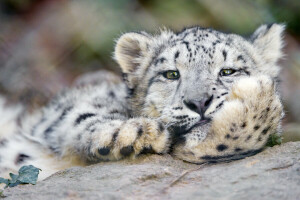 kat, gezicht, IRBIS, sneeuw luipaard, © Tambako De Jaguar