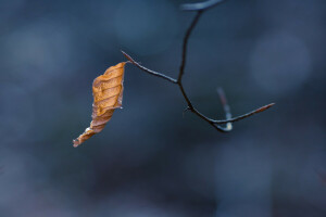 branche, la nature, feuille