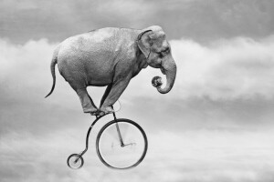 Fahrrad, Elefant, der Himmel