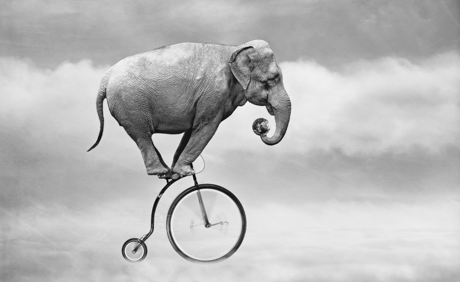 himlen, cykel, elefant