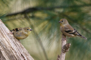 des oiseaux, chiennes, chardonnerets, arbre, deux