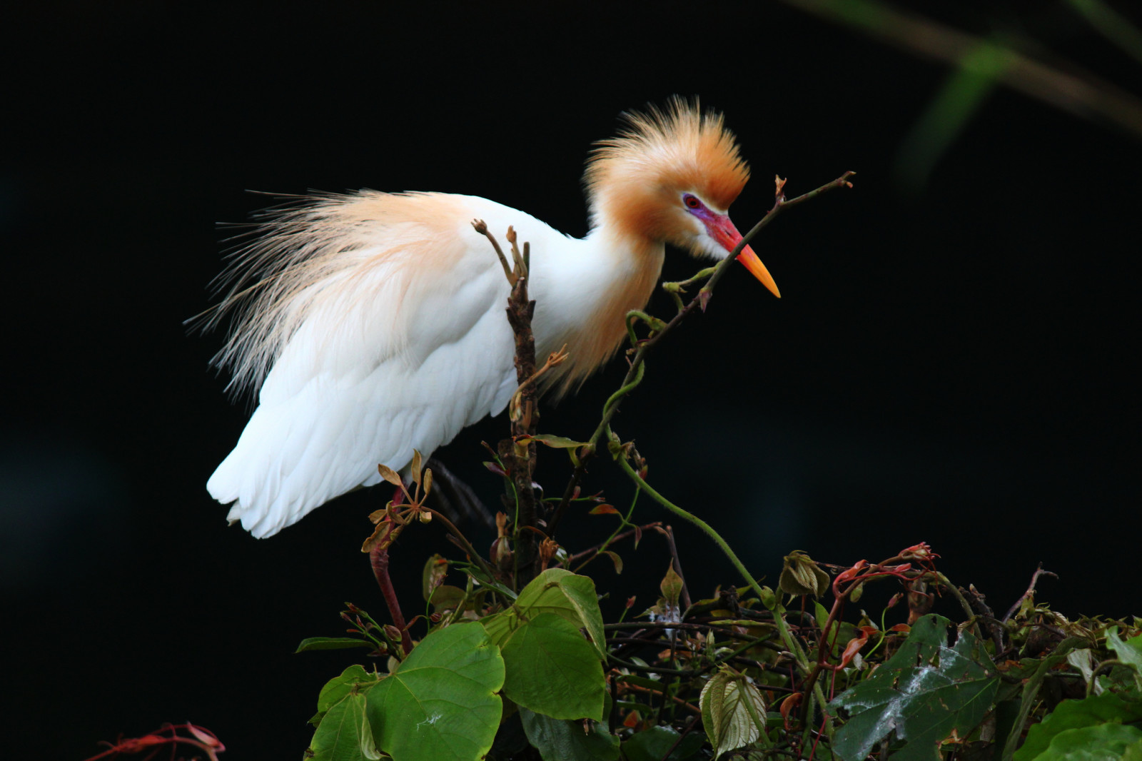 achtergrond, planten, vogel, Reiger, Egyptische