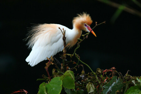 achtergrond, vogel, Egyptische, Reiger, planten