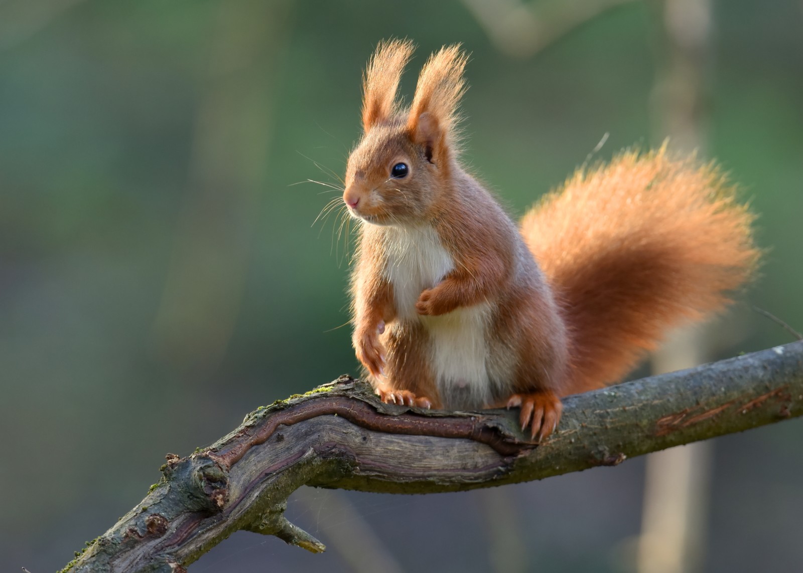 rouge, branche, protéine