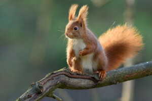 branche, protéine, rouge