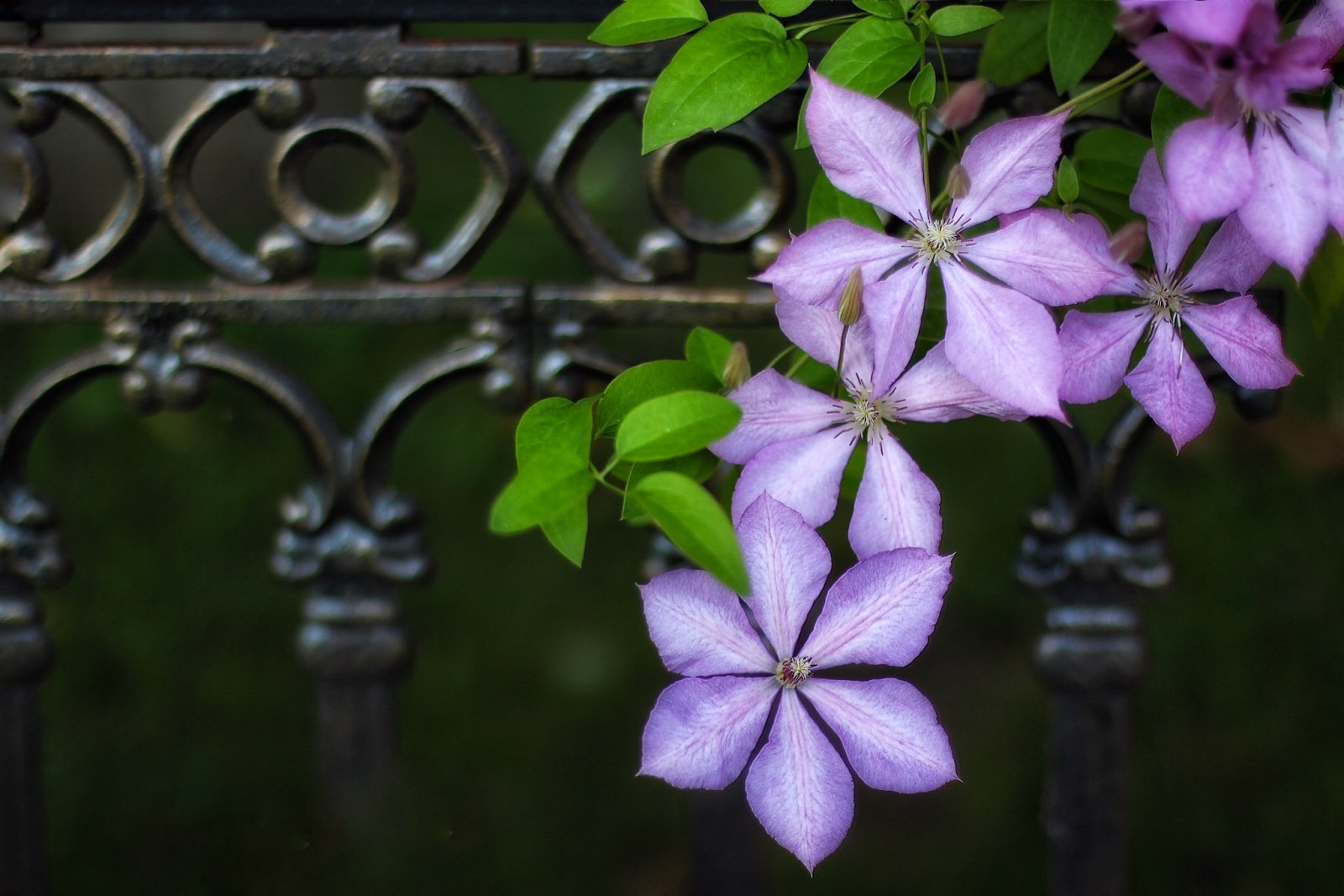 macro, Clematis