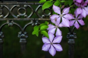 clematis, macro