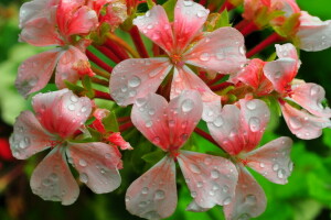 gotas, flores, inflorescencia, pétalos, Rosa, agua