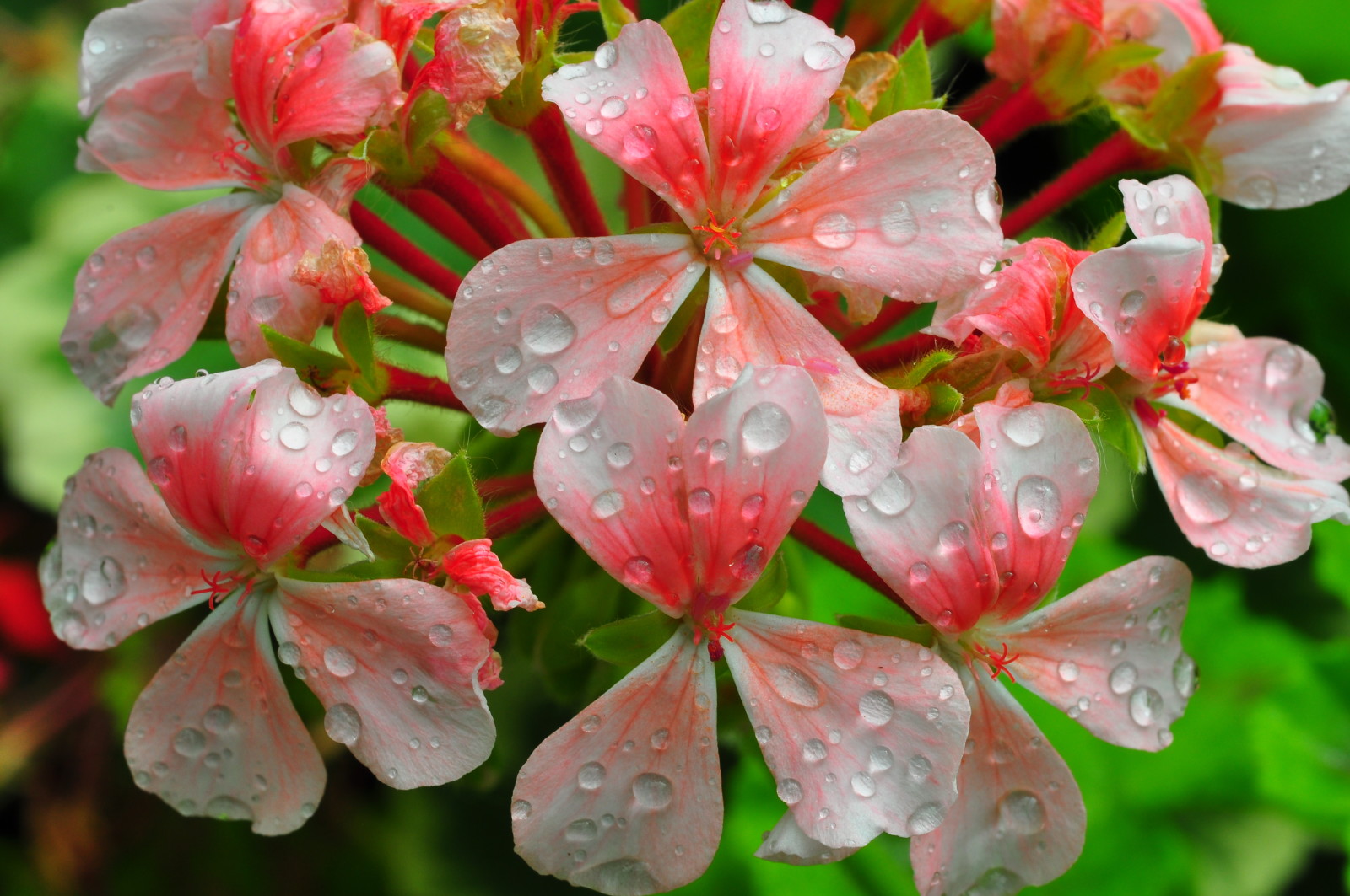 flori, apă, picături, petale, Rosa, inflorescenţă