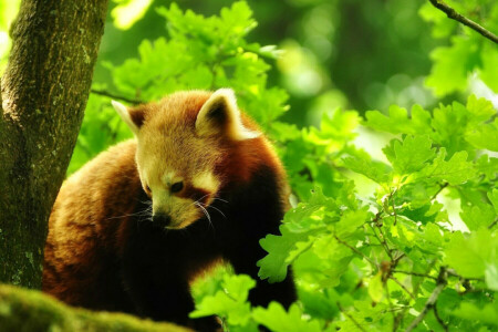 skog, löv, natur, röd panda, träd