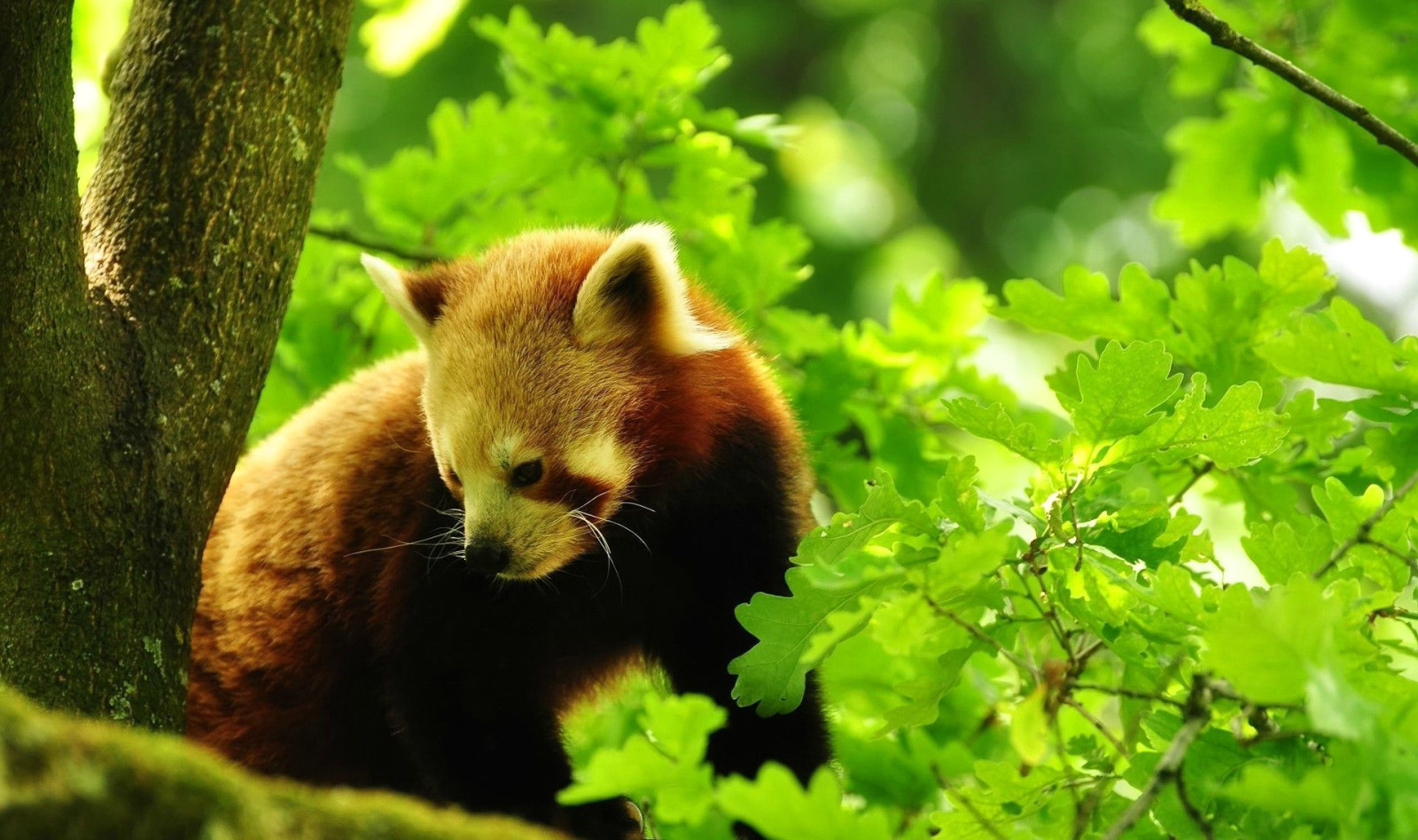 les, príroda, stromy, listy, červená Panda