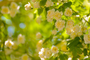 sfocatura, cespuglio, fiori, petali, Rose, giallo. mini cuffie