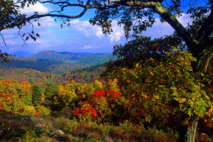 autunno, foresta, montagne, natura, il cielo, alberi