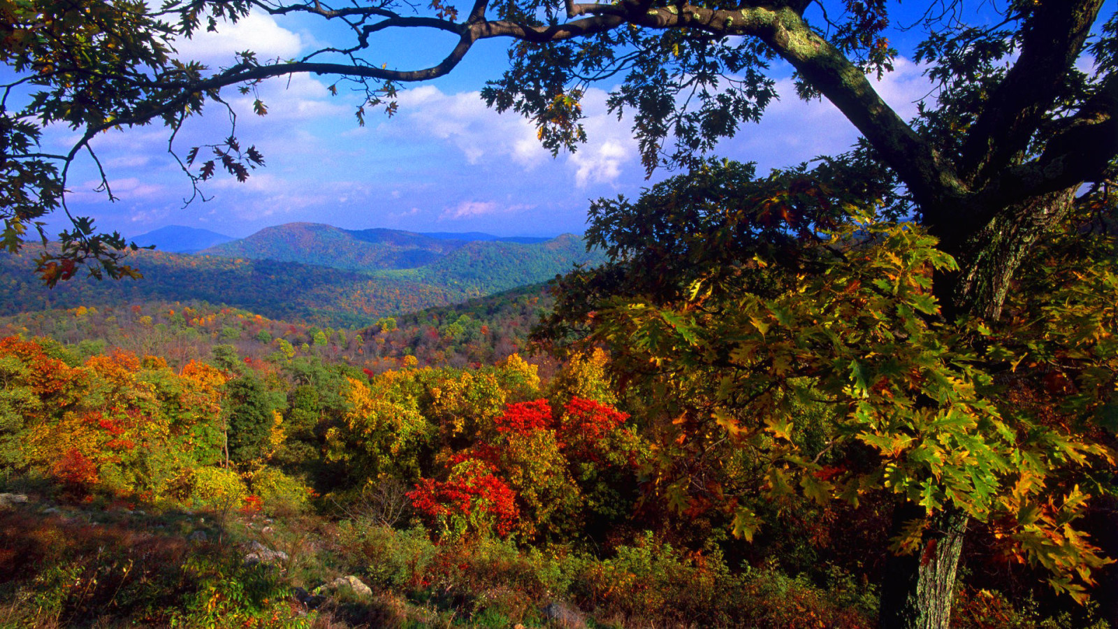 autumn, forest, nature, the sky, trees, mountains