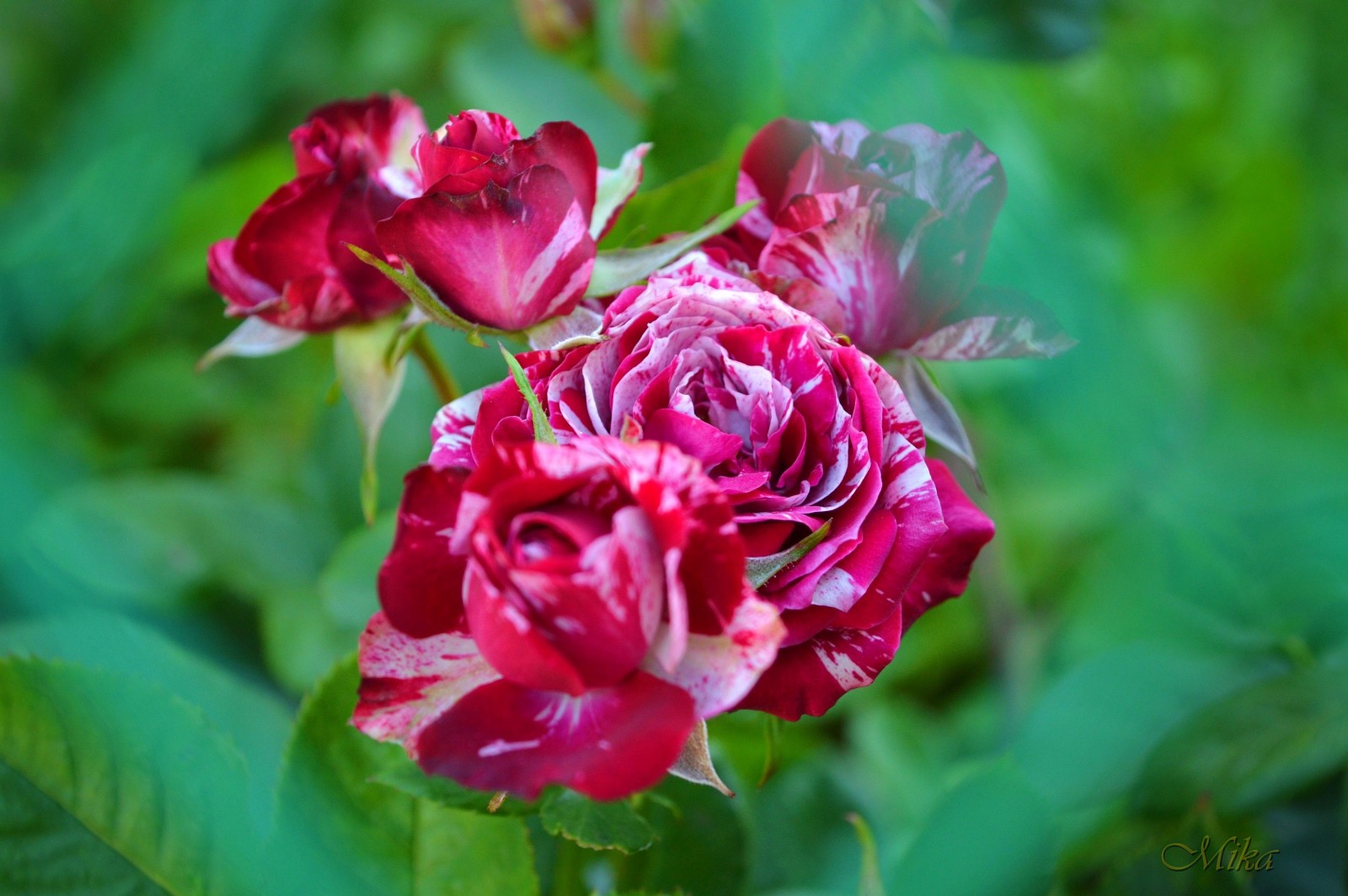 roses, buds