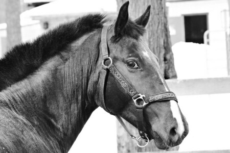 black and white, horse, Trotter