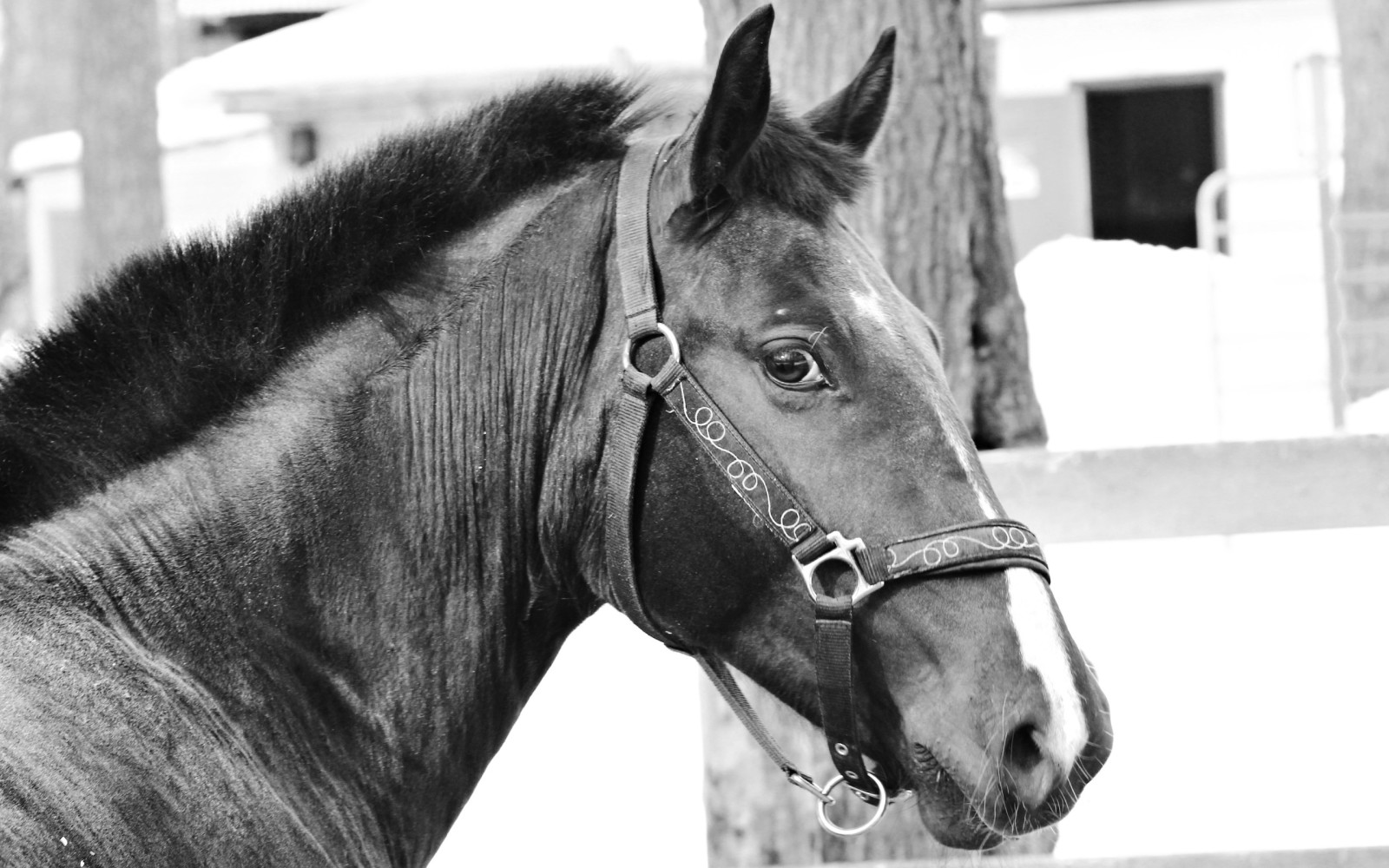 en blanco y negro, caballo, Trotón