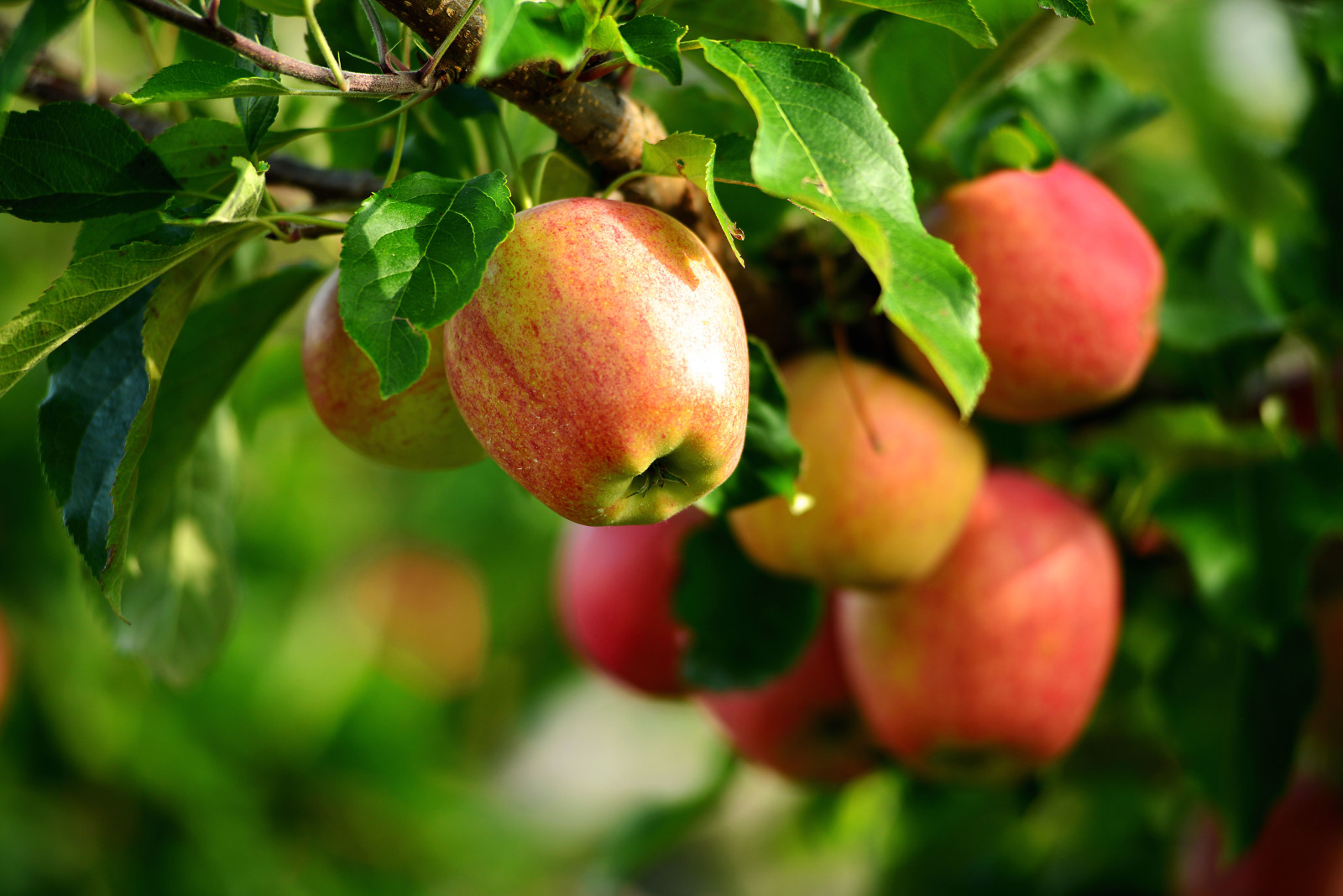 summer, apples, apple