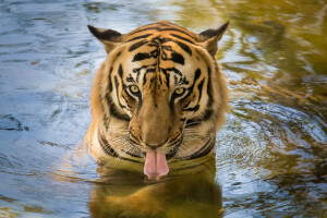 potabile, occhi, linguaggio, tigre, acqua